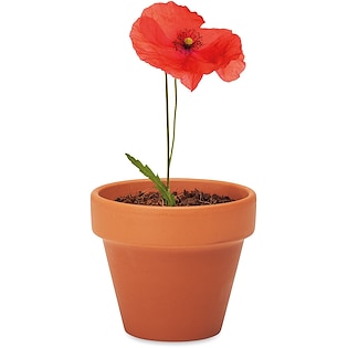 Växt Red Poppy